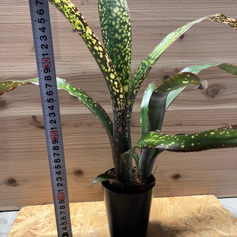 Billbergia 'Dreams'〔ビルベルギア〕現品発送B0261 Billbergia 'Dreams'〔ビルベルギア〕現品発送B0261 Billbergia