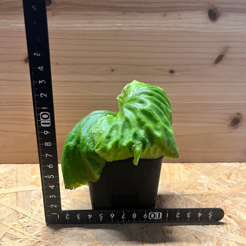 まさまる　ビカクシダ ビカクシダ マダガスカリエンセ | GREEN LUCK