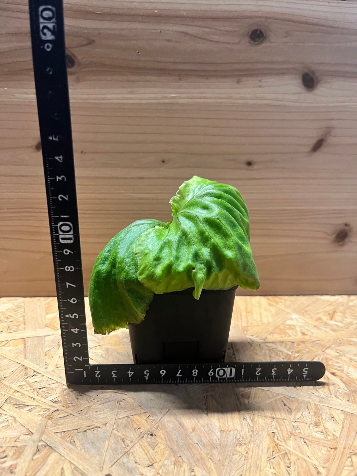 ビカクシダ マダガスカリエンセ | GREEN LUCK