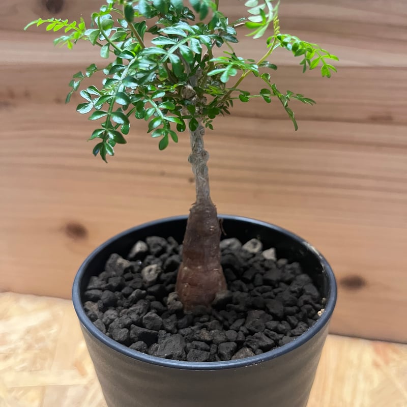 オペルクリカリア パキプス | GREEN LUCK