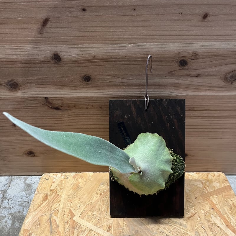 ビカクシダ オモ ホワイトラバー | GREEN LUCK