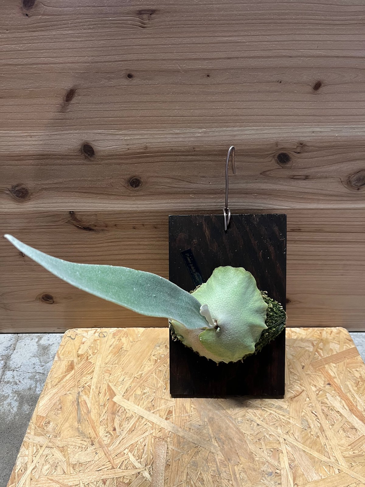 ビカクシダ オモ ホワイトラバー | GREEN LUCK