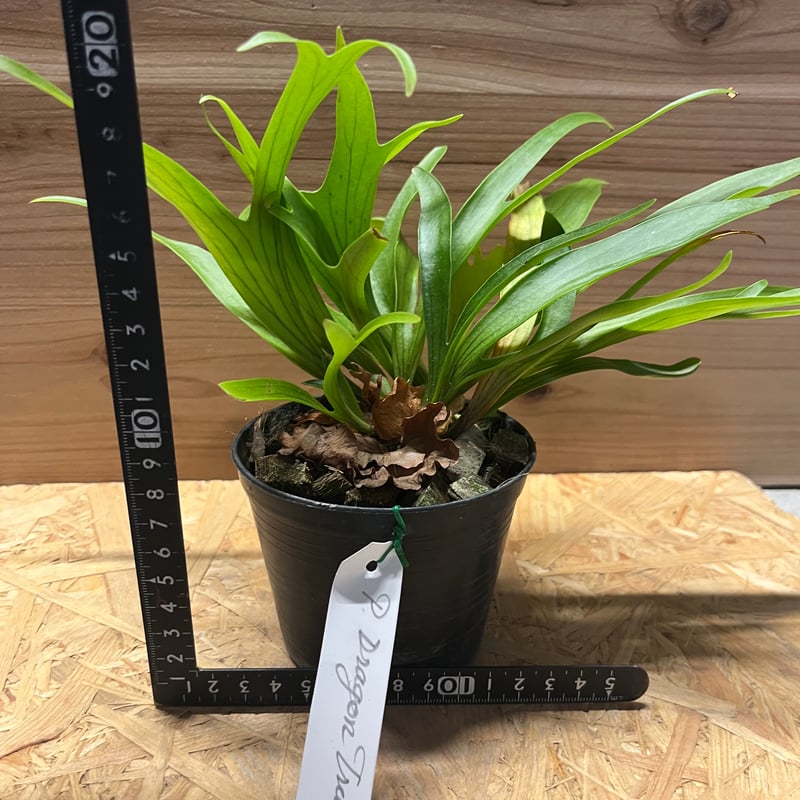 ビカクシダ コロナリウム ドラゴンツリー | GREEN LUCK