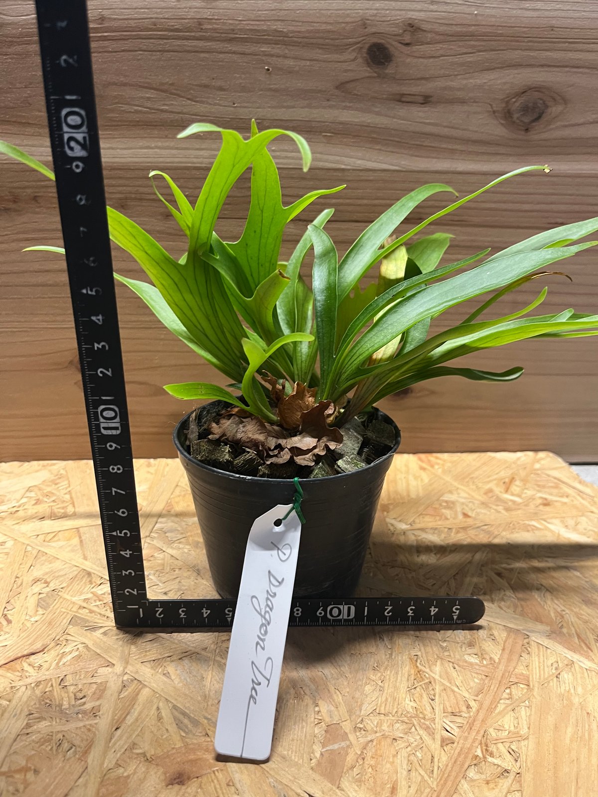 ビカクシダ コロナリウム ドラゴンツリー | GREEN LUCK