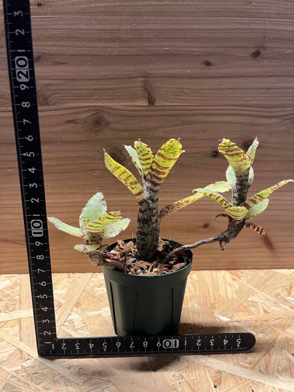 fit=scale-down,w=1200