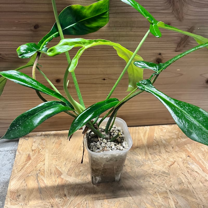 フィロデンドロン ジョーピー | GREEN LUCK
