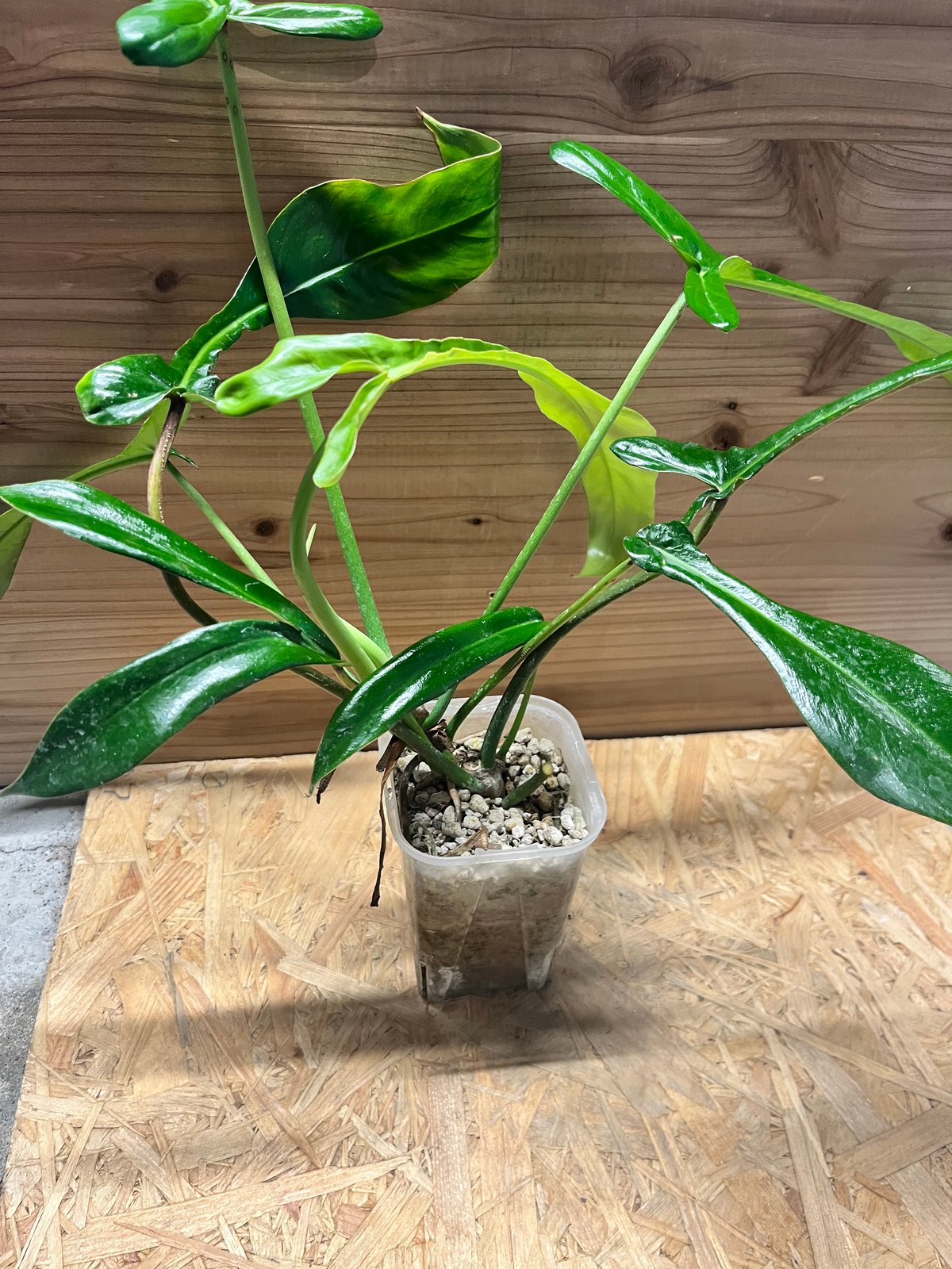 フィロデンドロン ジョーピー | GREEN LUCK