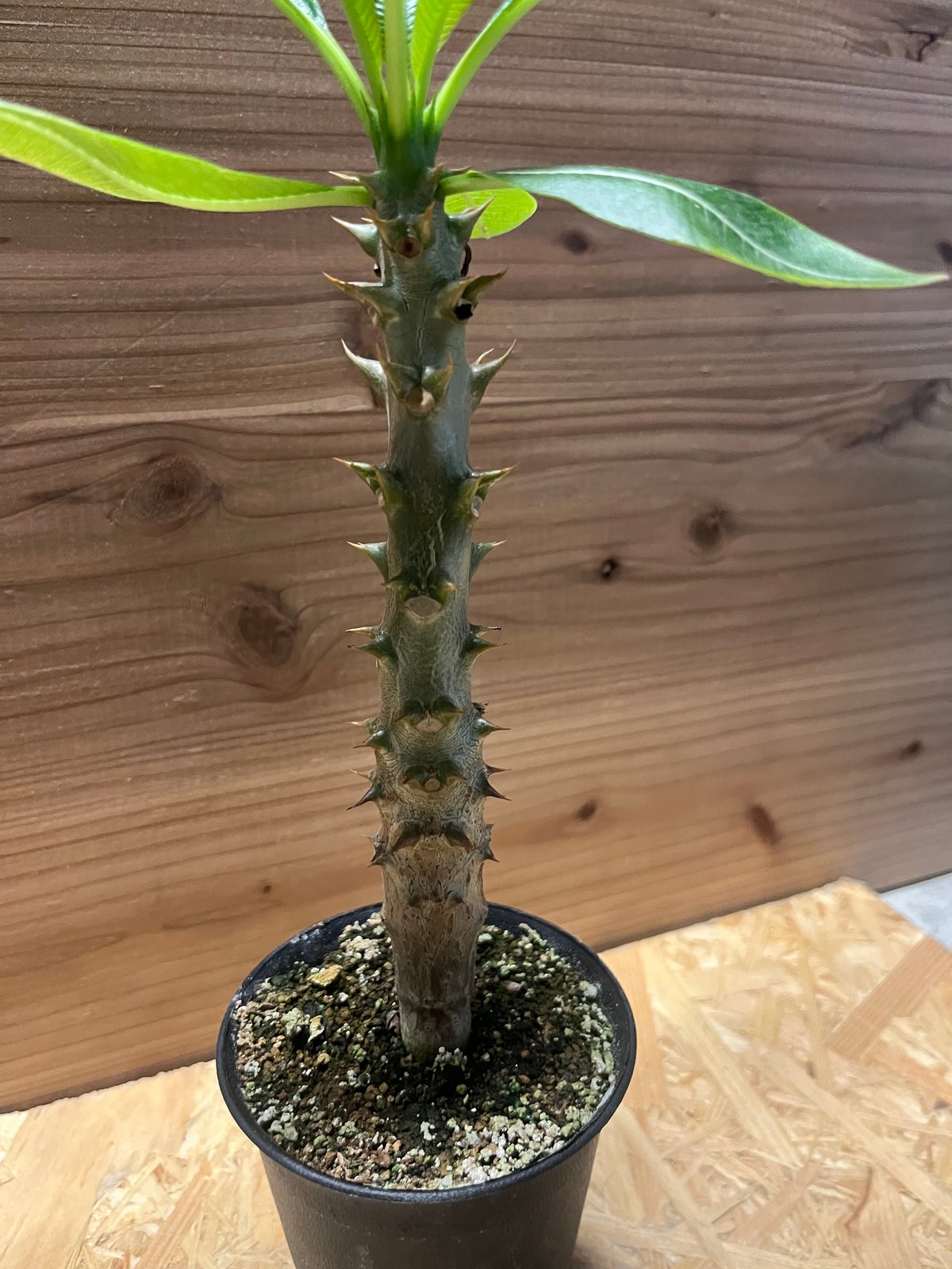 パキポディウム バロニー | GREEN LUCK