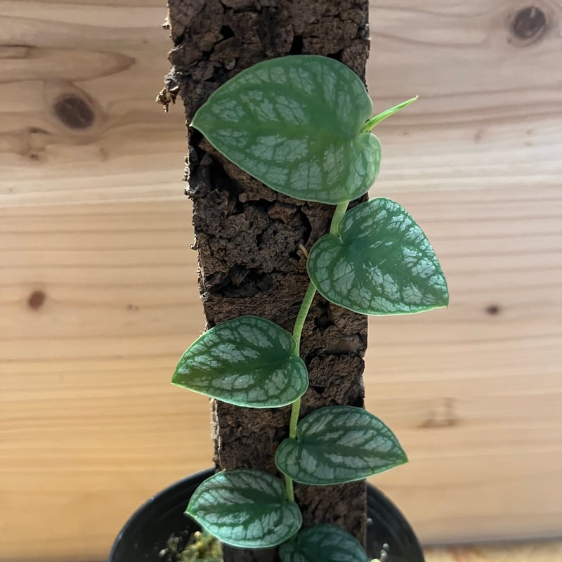 モンステラ デュビア | GREEN LUCK