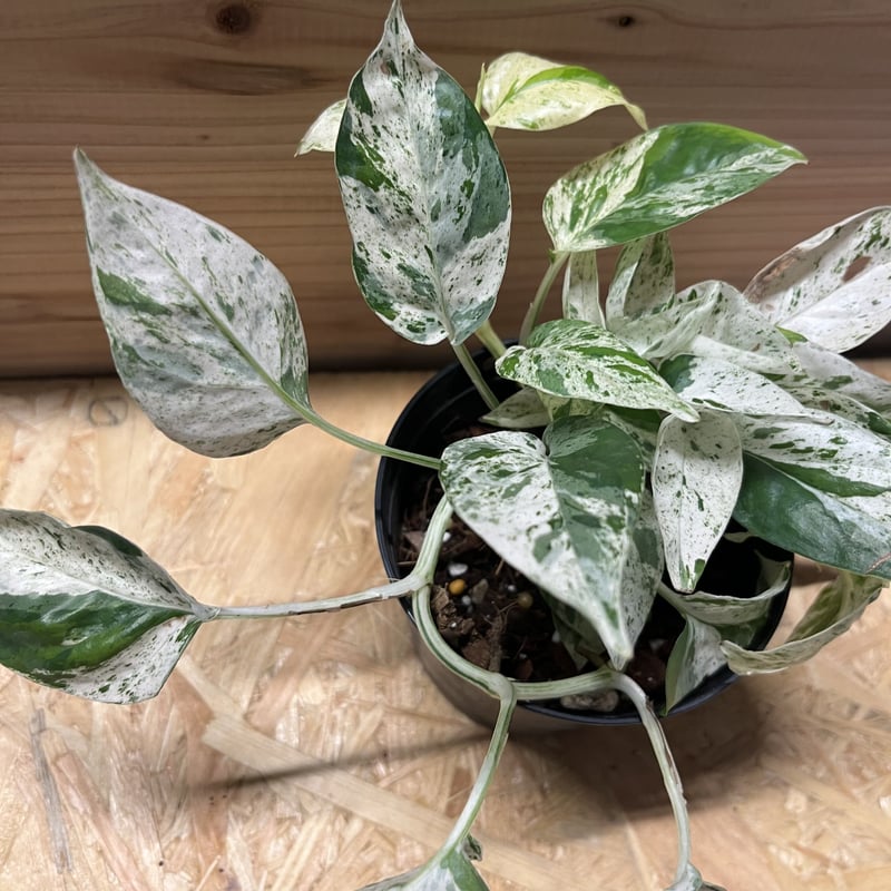 エピプレムナム ピナツム 'マーブル' | GREEN LUCK