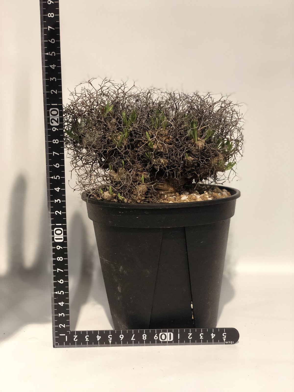 チレコドン レティキュラーツス 万物想 | GREEN LUCK