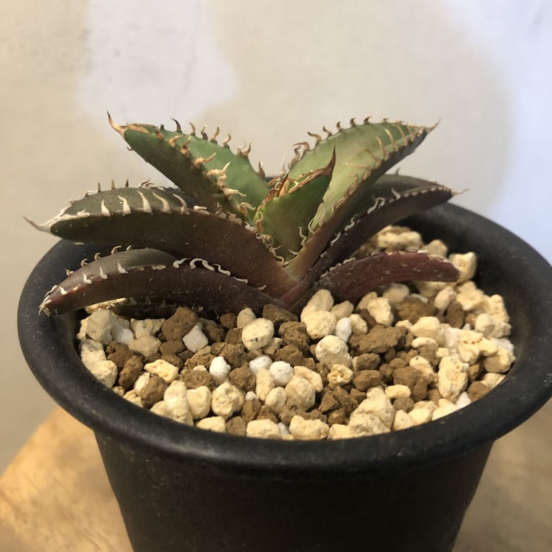 アガベ　　2頭‼️ レッドキャット アガベ 2頭‼️ レッドキャット