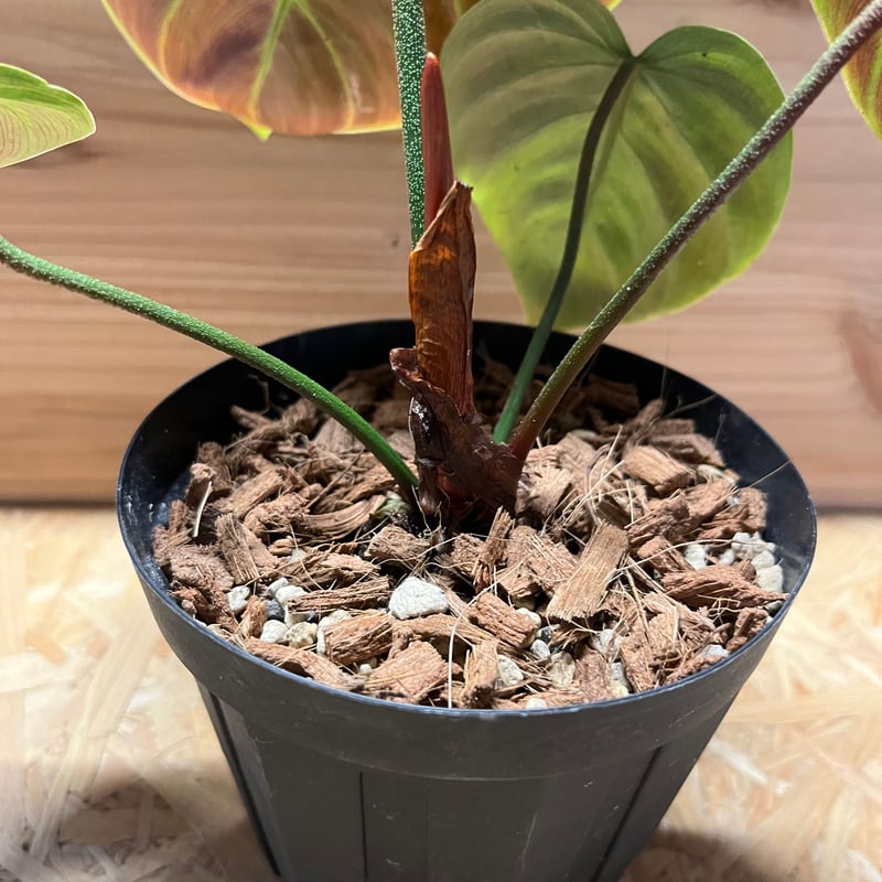 フィロデンドロン ジュベナイル エル チョコ レッド | GREEN LUCK