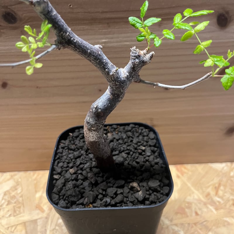 コミフォラ　モンストローサ コミフォラ モンストローサ | GREEN LUCK