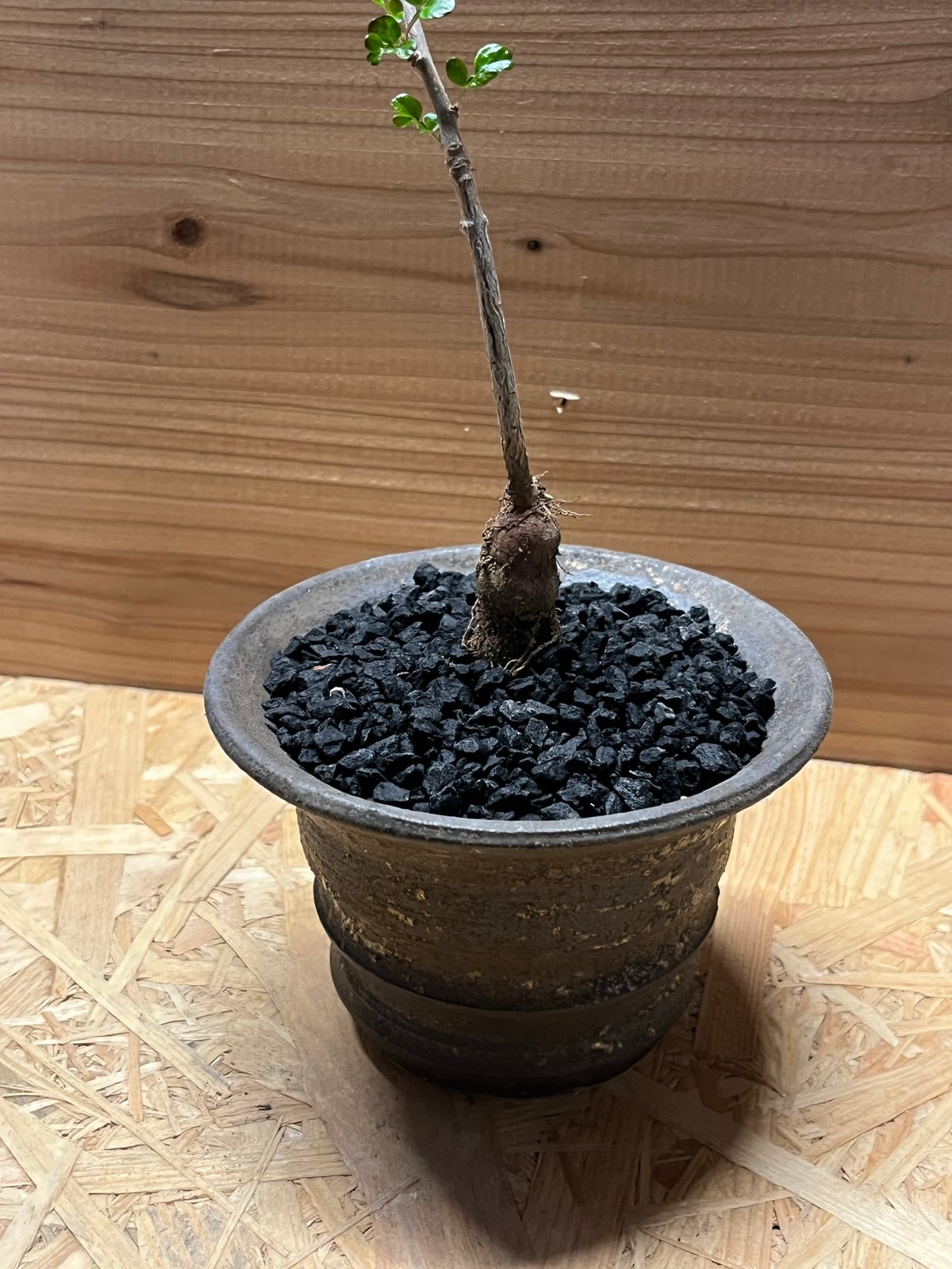 オペルクリカリア デカリー×土京鉢 | GREEN LUCK