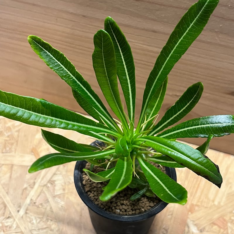 パキポディウム アンボンゲンセ | GREEN LUCK