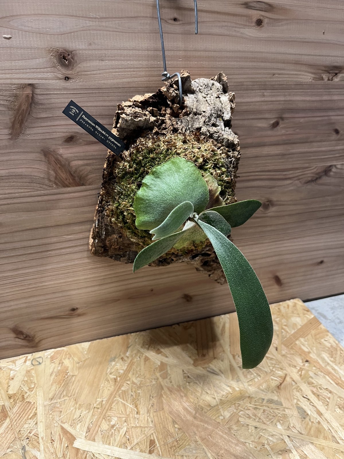 ビカクシダ ウィリンキー ピグマエウム | GREEN LUCK