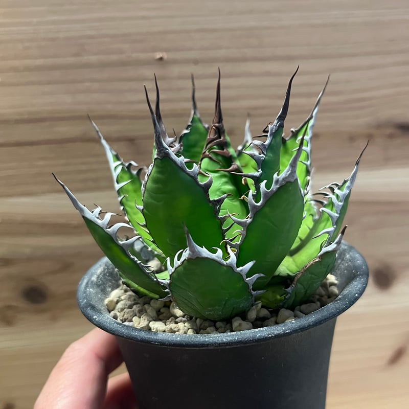 アガベ ホリダ 陽炎タイプ | GREEN LUCK