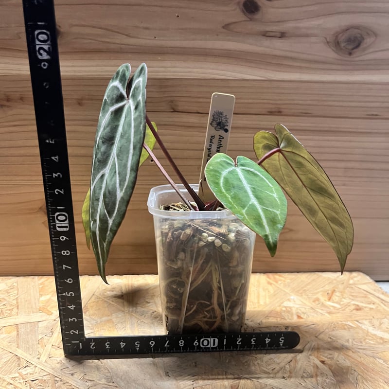 アンスリウム レッドクリスタル | GREEN LUCK