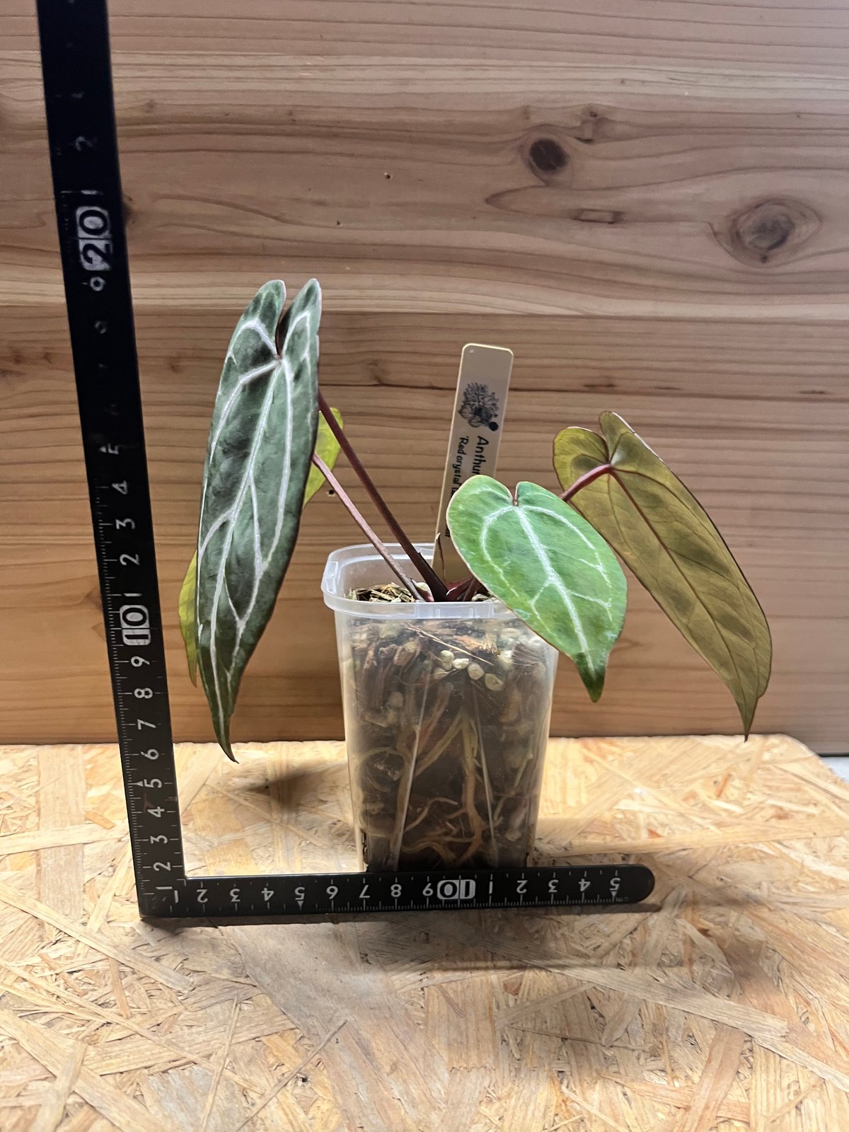 アンスリウム レッドクリスタル | GREEN LUCK