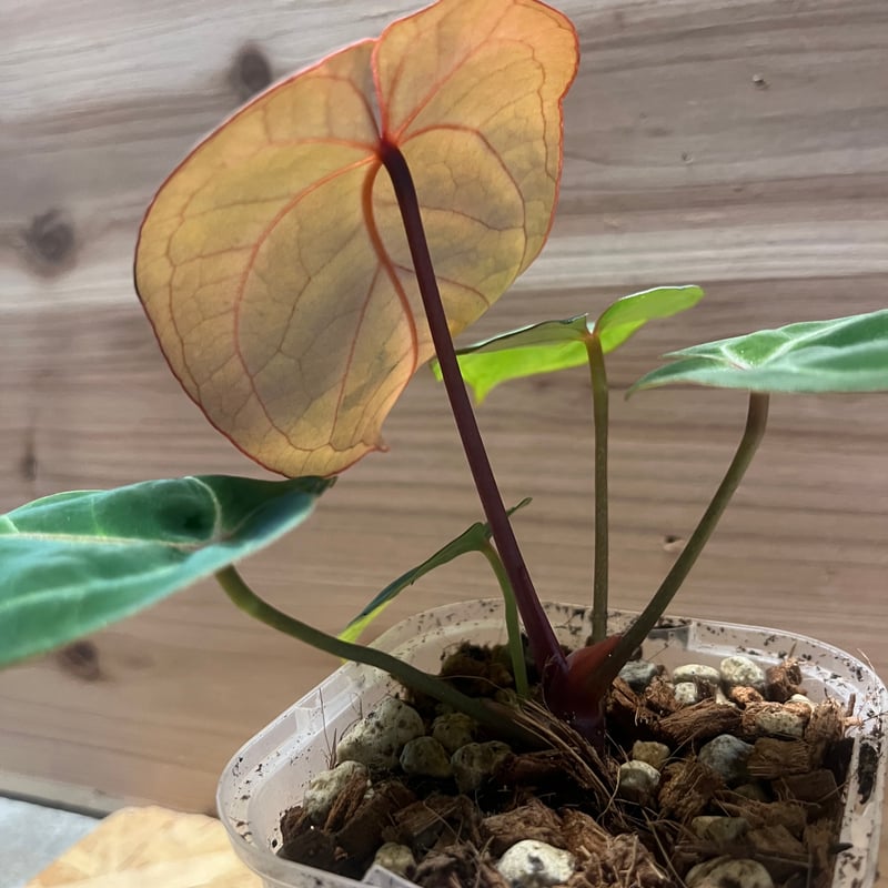 アンスリウム　レッドクリスタリナム×ホフマニー　レッド　サイナス　激レア アンスリウム レッドクリスタリナム×ホフマニー レッド サイナス