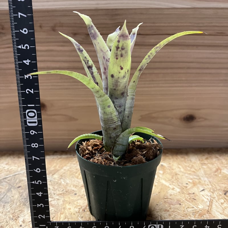 ネオレゲリア パウシフローラ ホワイトフォーム | GREEN LUCK