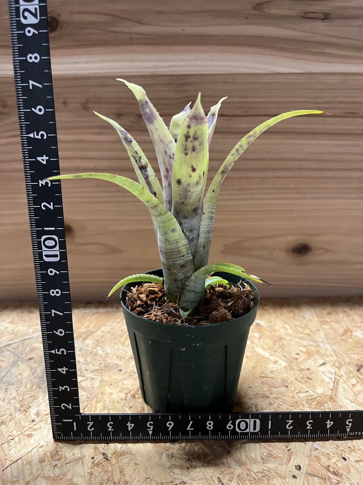 ネオレゲリア パウシフローラ ホワイトフォーム | GREEN LUCK