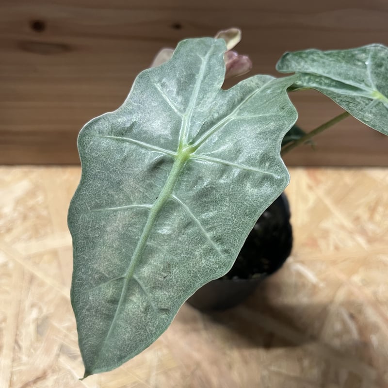 アロカシア アマゾニカ バリエガータ | GREEN LUCK