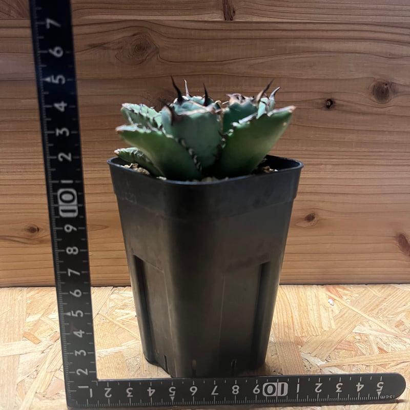 アガベ チタノタ 黒鯨 | GREEN LUCK