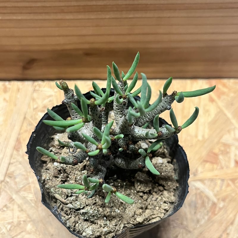 チレコドン ブッコルジアヌス | GREEN LUCK