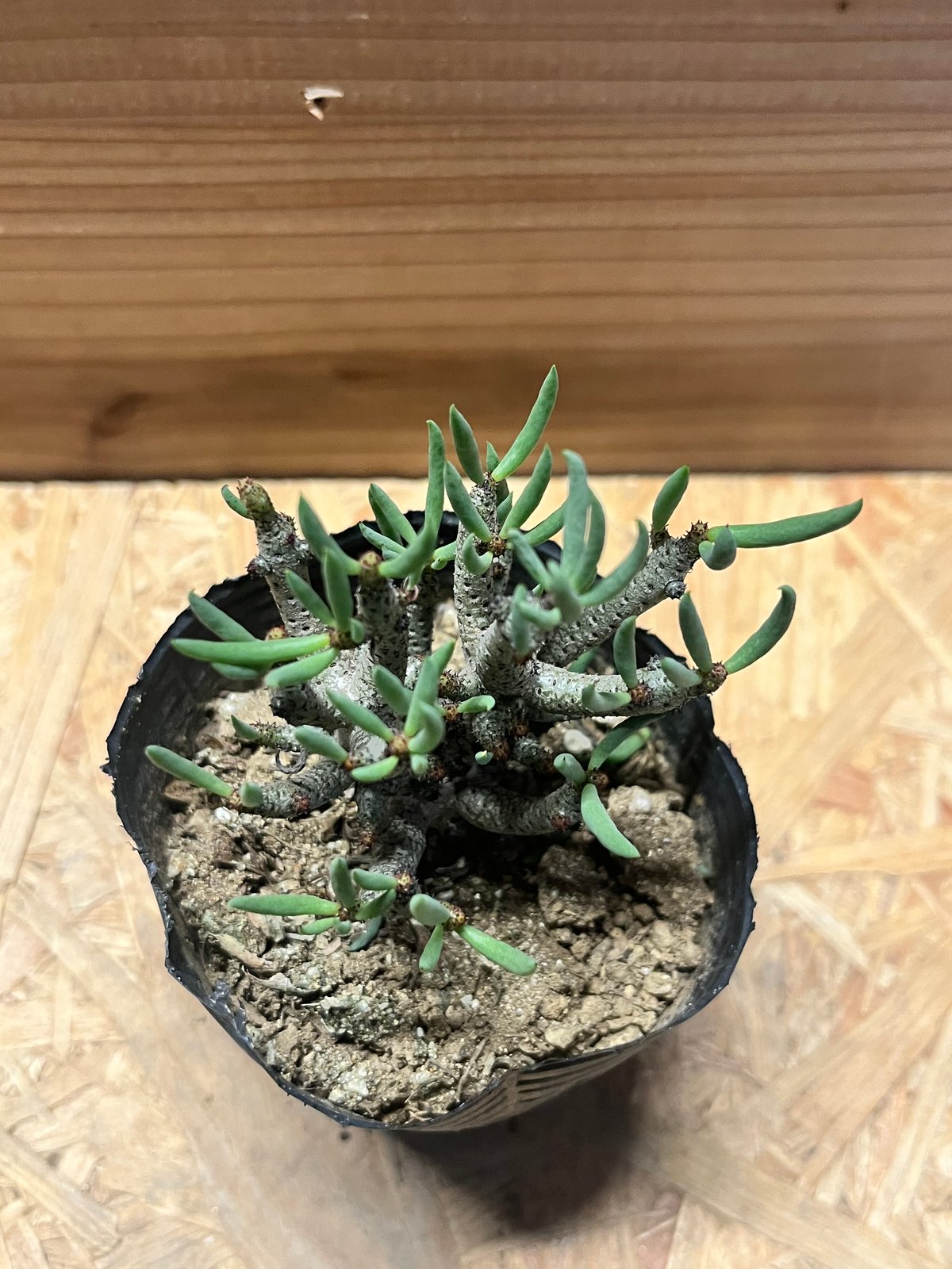 チレコドン ブッコルジアヌス | GREEN LUCK