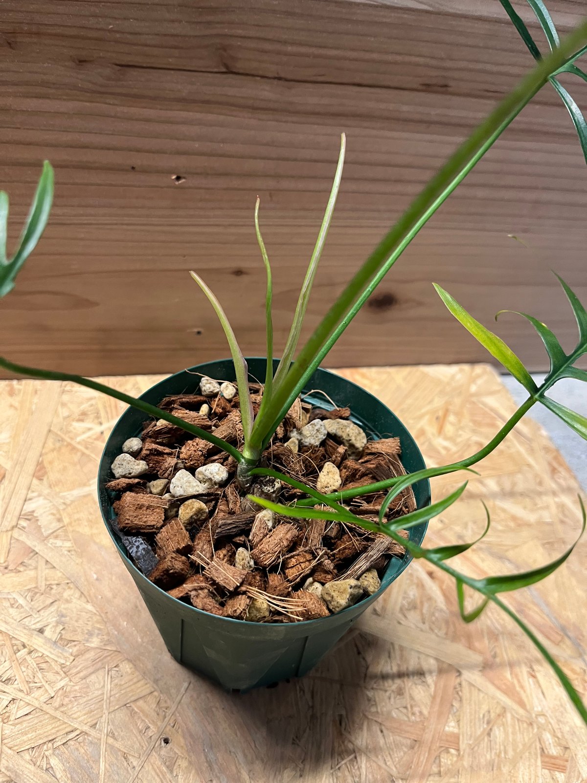 フィロデンドロン ポリポディオイデス | GREEN LUCK