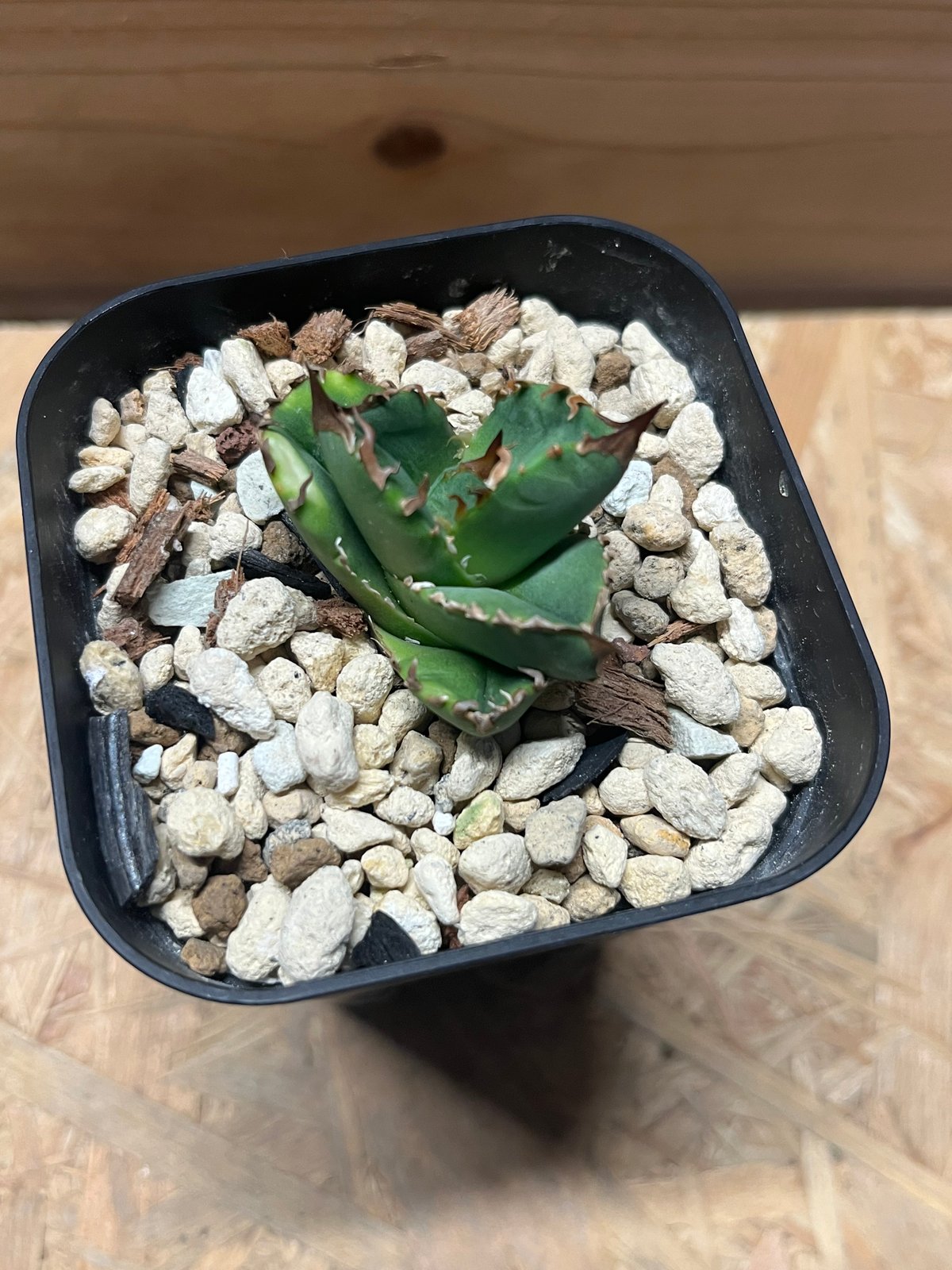 JINBEI アガベ クラウン 親株 発根済み JINBEI アガベ クラウン 親株 発根済み 🌿 Agave titanota