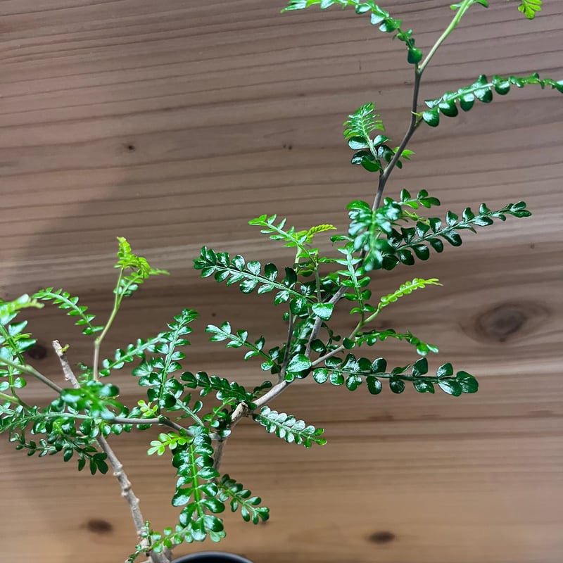 オペルクリカリア パキプス | GREEN LUCK