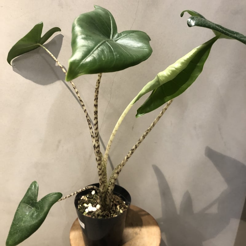 アロカシア ゼブリナ | GREEN LUCK