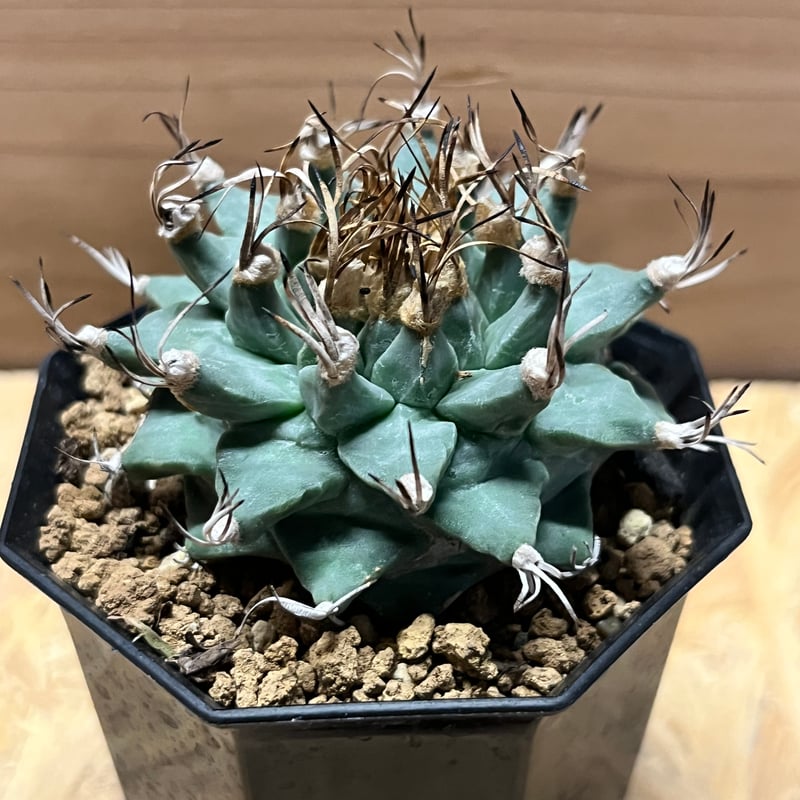 サボテン ツルビニカルプス アロンソイ 実生 大疣タイプ 3セット ツルビニカルプス アロンソイ 実生 寄せ植え Turbinicarpus