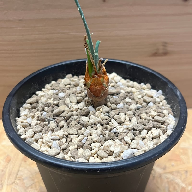 サイカス カイルンシアナ | GREEN LUCK