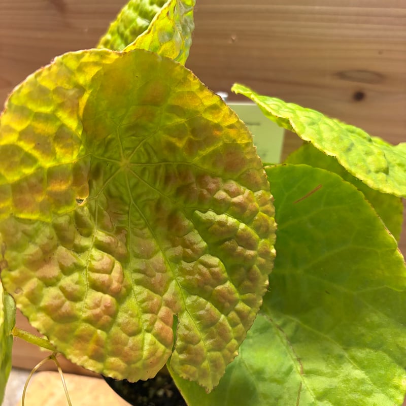 ベゴニア フートエンシス | GREEN LUCK