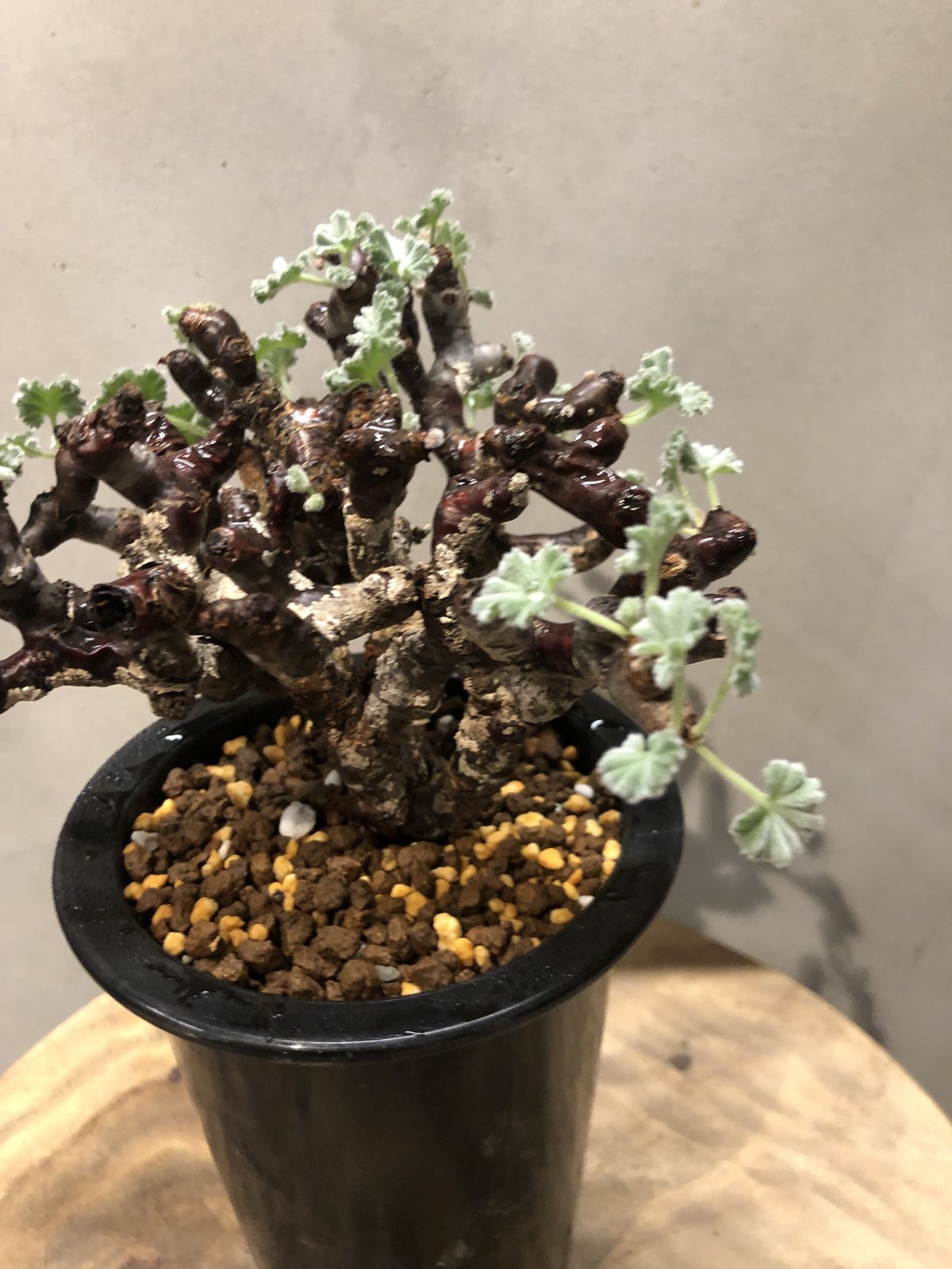 セール中！　ペラルゴニウム　ミラビレ ペラルゴニウム ミラビレ Pelargonium mirabile №2 | mana's f