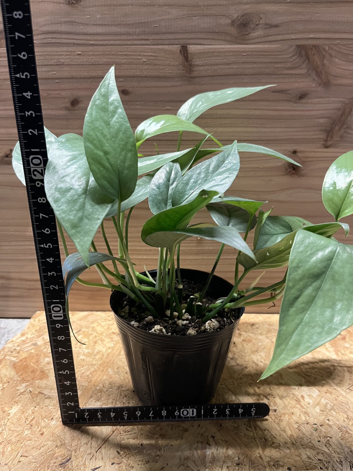 ［現品］【希少】※売約済※ 2番　エピプレムヌム　ピナツム　セブブルー　レア 現品］【希少】エピプレムヌム ピナツム セブブルー 8号 観葉