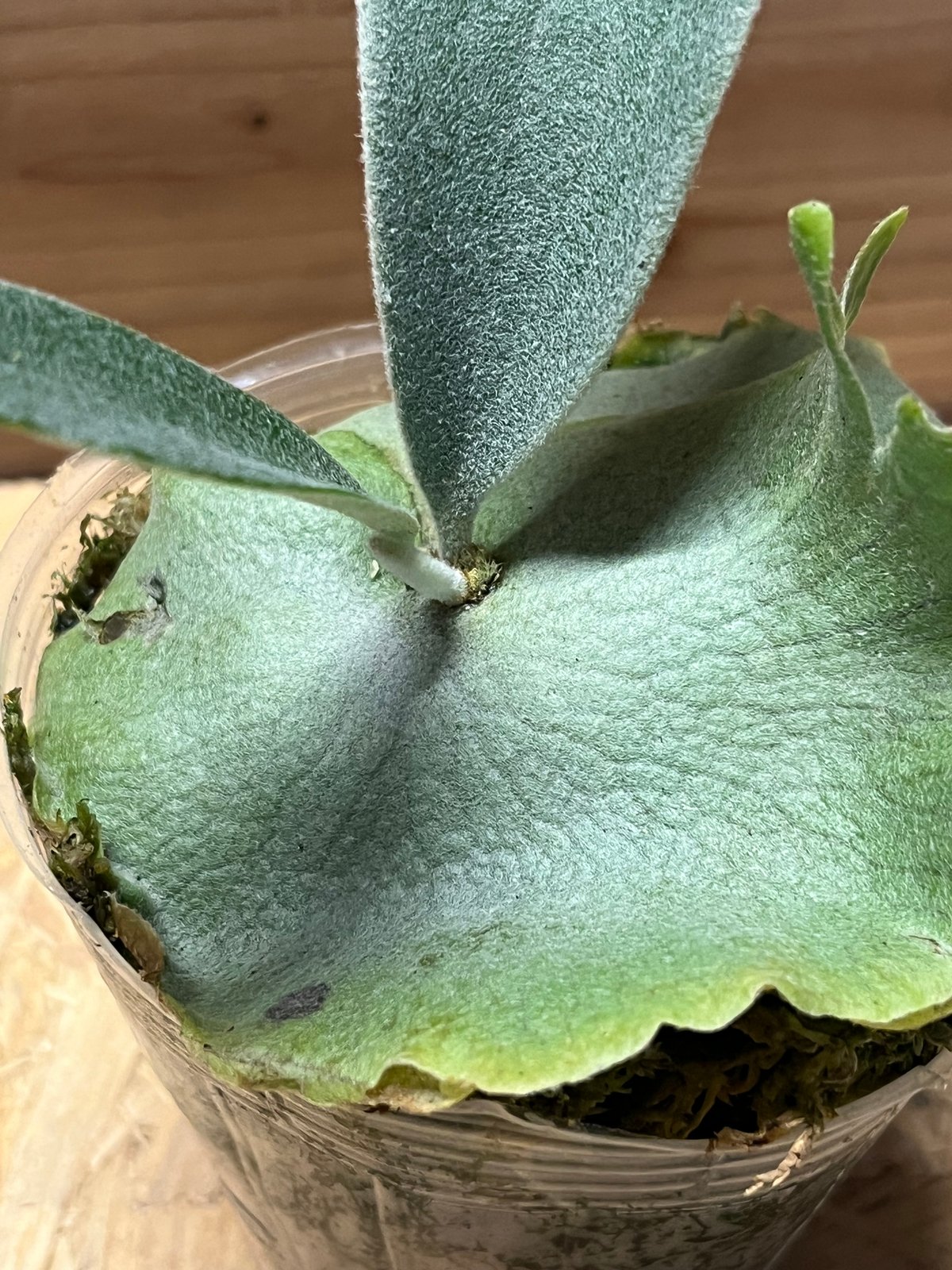 P.veitchii 'Lemoinei' ベイチー　レモイネイ　ビカクシダ ビカクシダ ベイチー レモイネイ | GREEN LUCK