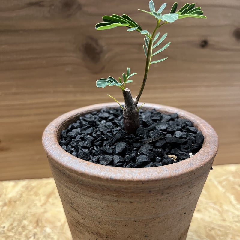 センナ メリディオナリス×伝市鉢 | GREEN LUCK