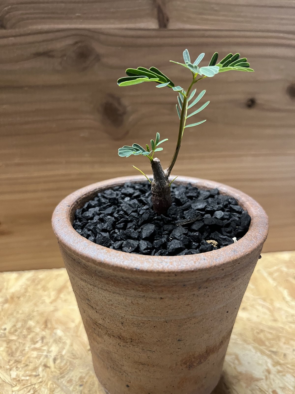 センナ メリディオナリス×伝市鉢 | GREEN LUCK