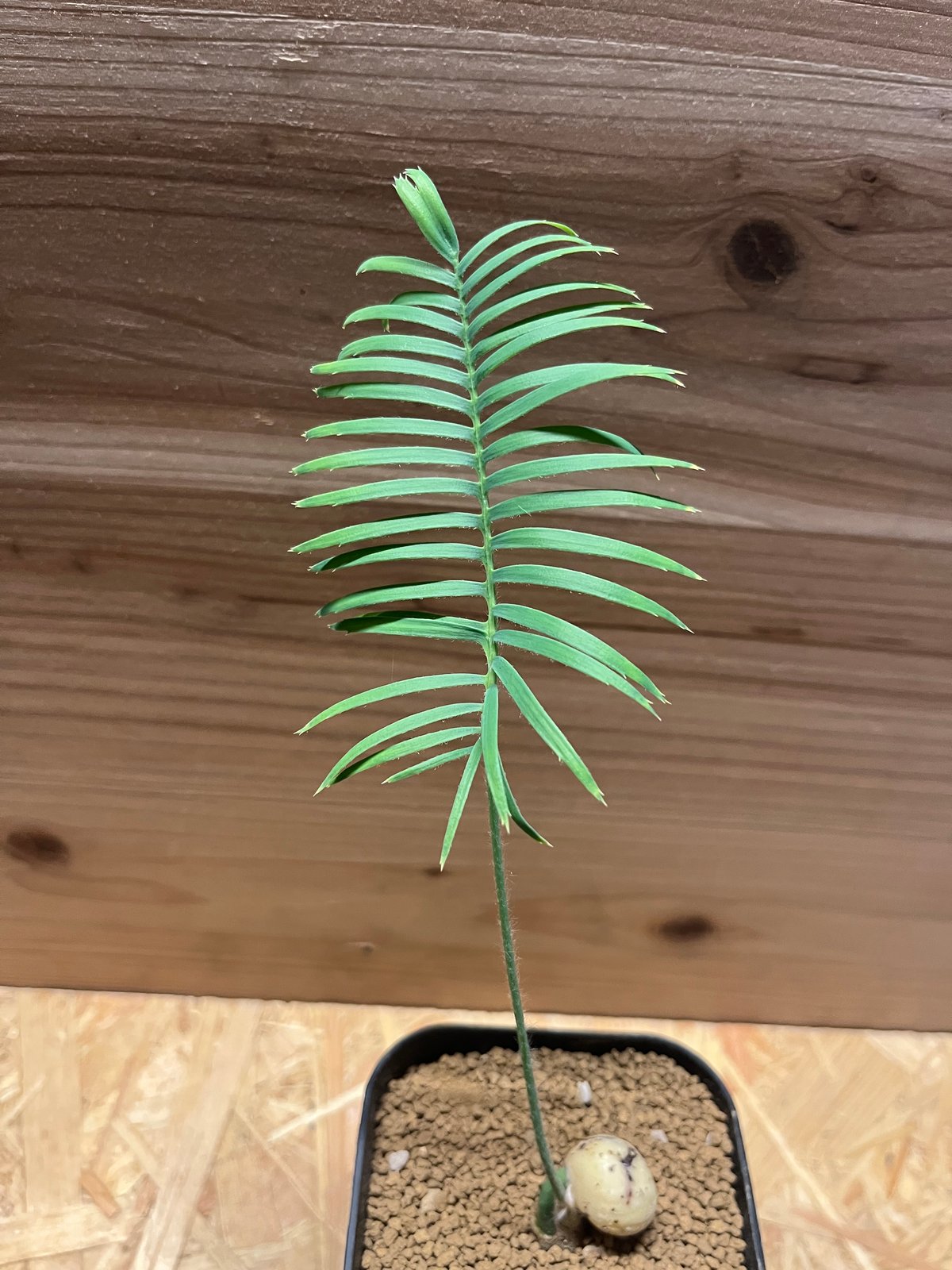 ディオーン エデュレ | GREEN LUCK