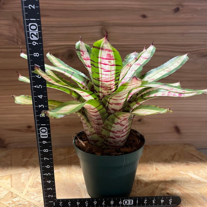 ネオレゲリア ムーンダスト | GREEN LUCK