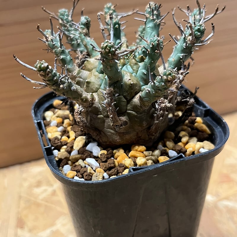 ユーフォルビアデセプタ isla del pescado - Euphorbia decepta-ユーフォルビア・デセプタ