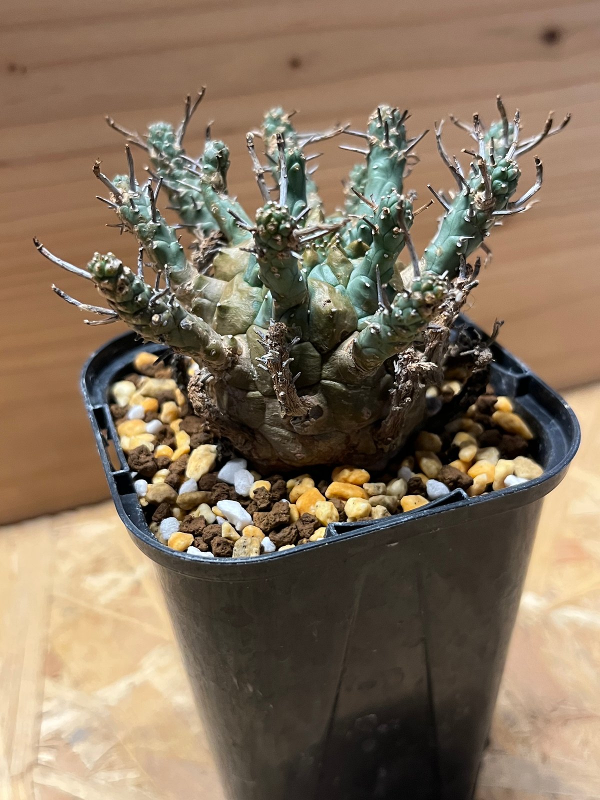 ユーフォルビア デセプタ | GREEN LUCK