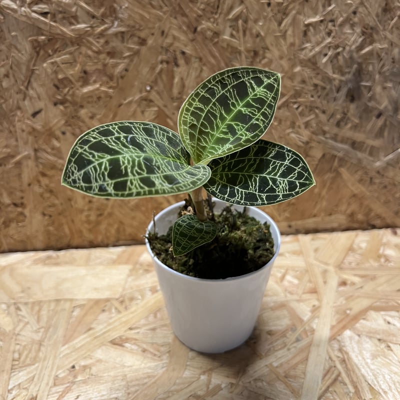 ジュエルオーキッド マコデスペトラ | GREEN LUCK