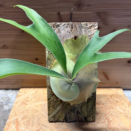 ビカクシダビフルカツム | STORES