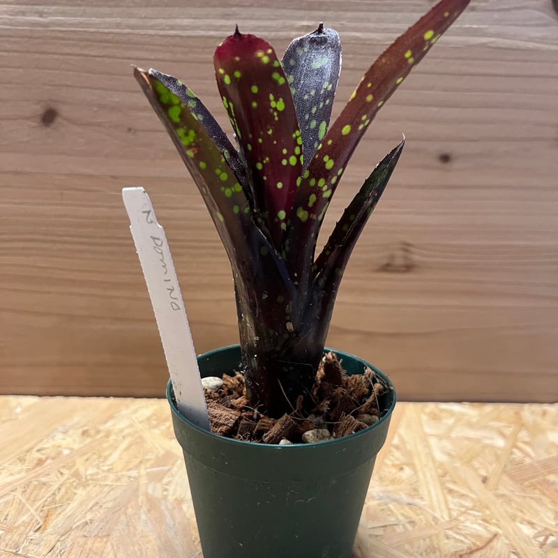 ネオレゲリア ドミノ | GREEN LUCK